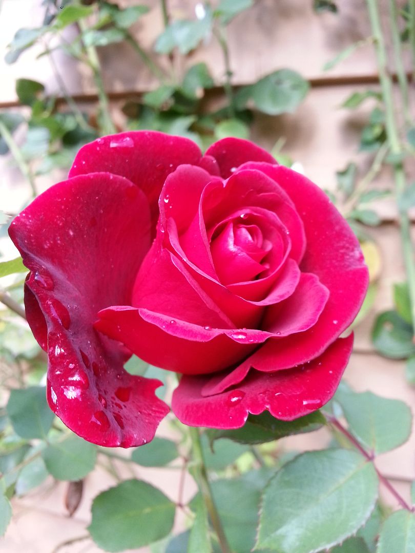  photo 20140925_161006_zpsjut4kuce.jpg